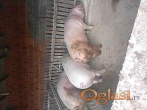 Prodajem 3 tovljenika i 1 uhranjenu krmaču