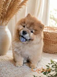 Predivan Chow Chow mužjak, star 3 meseca
