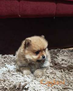 Štenci pomeranskog špica prelepog krzna