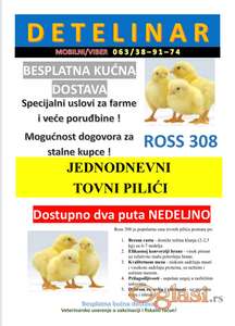 Jednodnevni tovni pilići – Ross 308
