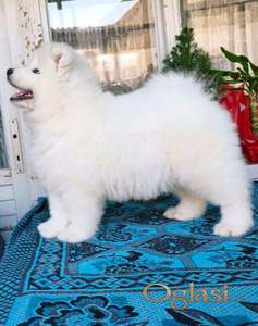 Samojed stenci