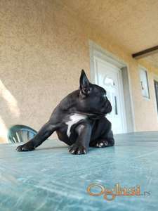 Francuski buldog štene