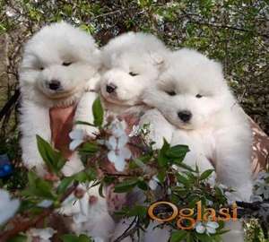 Samojed i SIbirski Haski štenci