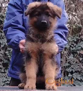 Nemački ovčar vrhunsko štene Beograd