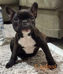 Francuski buldog