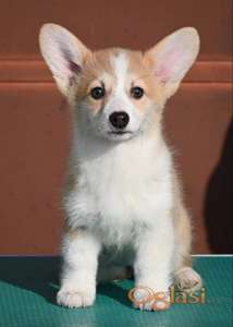 Velski korgi/Welsh Corgi Pembroke štenci
