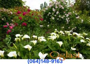 Odrzavanje Zelenih Povrsina, Kosenje Trave, Uredjenje Zelenih Povrsina, Secenje Drveta,Sadnja Cveca