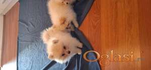 Pomeranski spic stenci