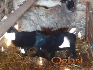 stado romanovskih ovaca