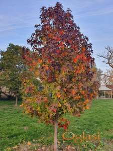 Građevinski plac 1480 m2 u Begeču, dve parcele