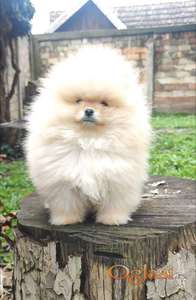 Pomeranac boo, Pomeranian boo