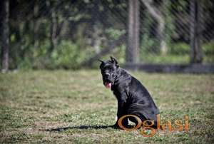 Cane Corso štenci