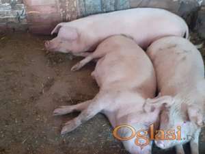 prasici i ranjenici na prodaju