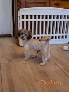 Maltipu mini mužjak