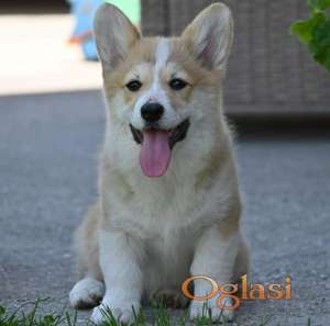 Velški korgi/Welsh Corgi Pembroke