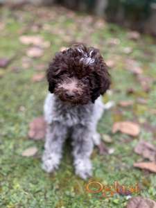 Lagotto Romagnolo, zensko stene