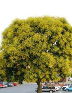 Koelreuteria Lampion drvo