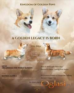 Velški Korgi Pembrok prelepi štenci