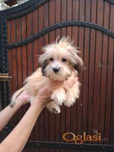 Mikro maltipu ženke