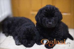 NJUFAUNDLENDER ŠTENCI