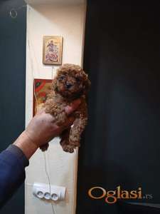 Na prodaju štenci patuljaste pudle