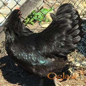 AUSTRALORP I SASEX JAJA NA INKUBACIJU - NASAD