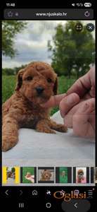 Toy Pudle na prodaju