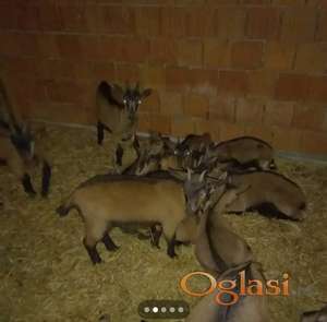 Umaticena jarad na prodaju