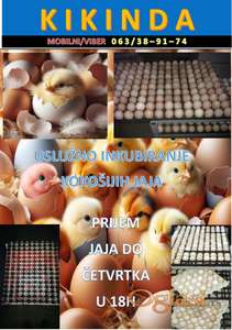 Usluzno inkubiranje jaja!