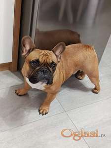 Francuski buldog sa pedigreom za parenje