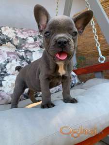 Francuski buldog plavi