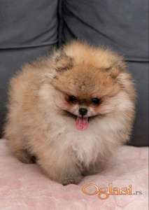 Pomeranac stenci na prodaju