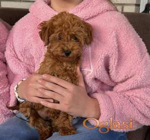 Toy Pudle na prodaju