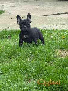 Dve ženke francuskog buldoga