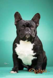 Francuski buldozi stari godinu dana