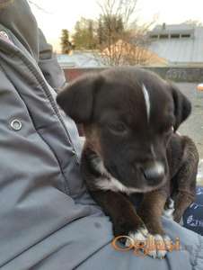 Preslatki štenci traže dom