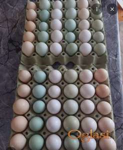 Jaja ćureća,  morčija, pačija i kokošija,  za ishranu ili nasad!