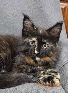 Vrhunski maine coon macici
