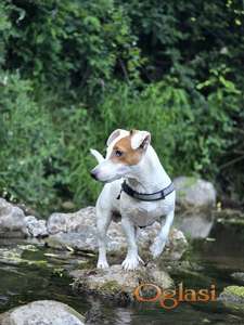 Jack Russell (Dzek Rasel) za parenje