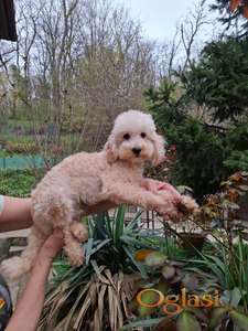 Aprikot-šampanj mini pudlan