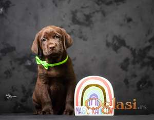 Crni i braon mužjak Labrador retrivera