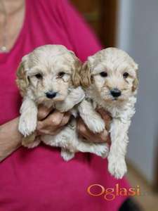 Preslatki stenci MALTIPOO spremni za preuzimanje