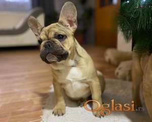 Francuski buldog štenci