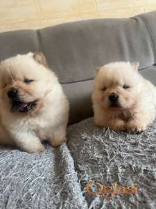 Chow Chow