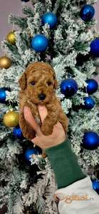 Prelepo štene crvene toy pudlice