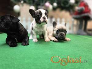 Štenci francuskog buldoga