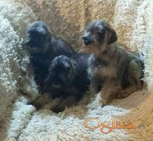 Štenci patuljastih šnaucera vrhunskih krvnih linija