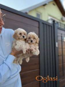 Maltipoo vrhunske genetike