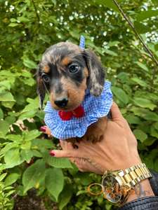 Mini Jazavicar stenci