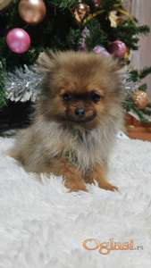 Pomeranski špic-pomeranac